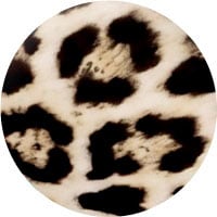 Wild Leopard