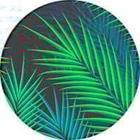 Midnight Palms